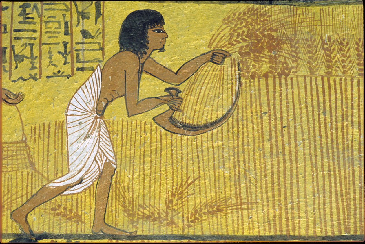  by Egyptian Egyptian