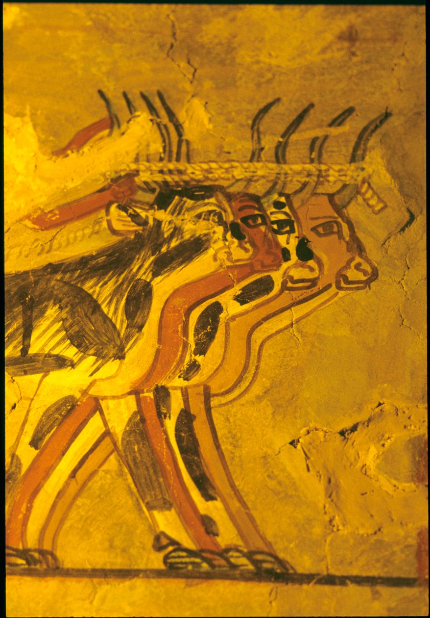  by Egyptian Egyptian