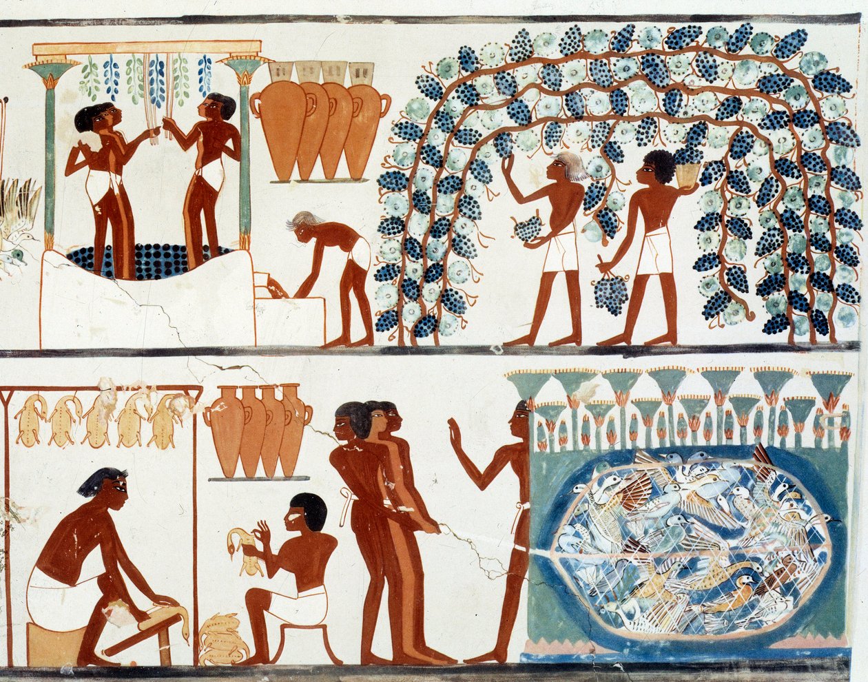 Sanat Mısır: üzüm toplama ve ezme. Nakht Mezarı Simile Koleji, II. Amenophis dönemi (yaklaşık MÖ 1450-1425) Paris, College De France by Egyptian Egyptian