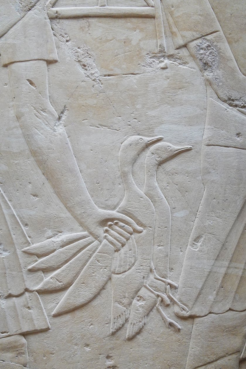  by Egyptian Egyptian