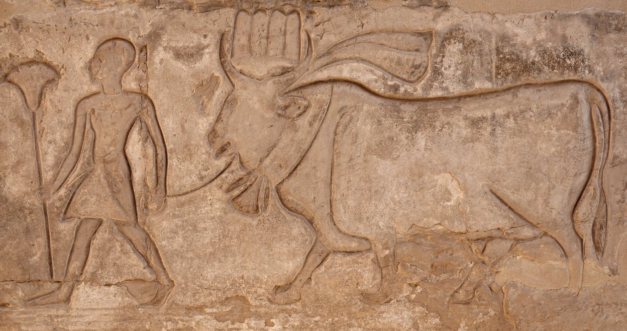  by Egyptian Egyptian