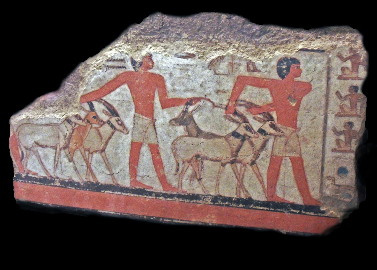  by Egyptian Egyptian