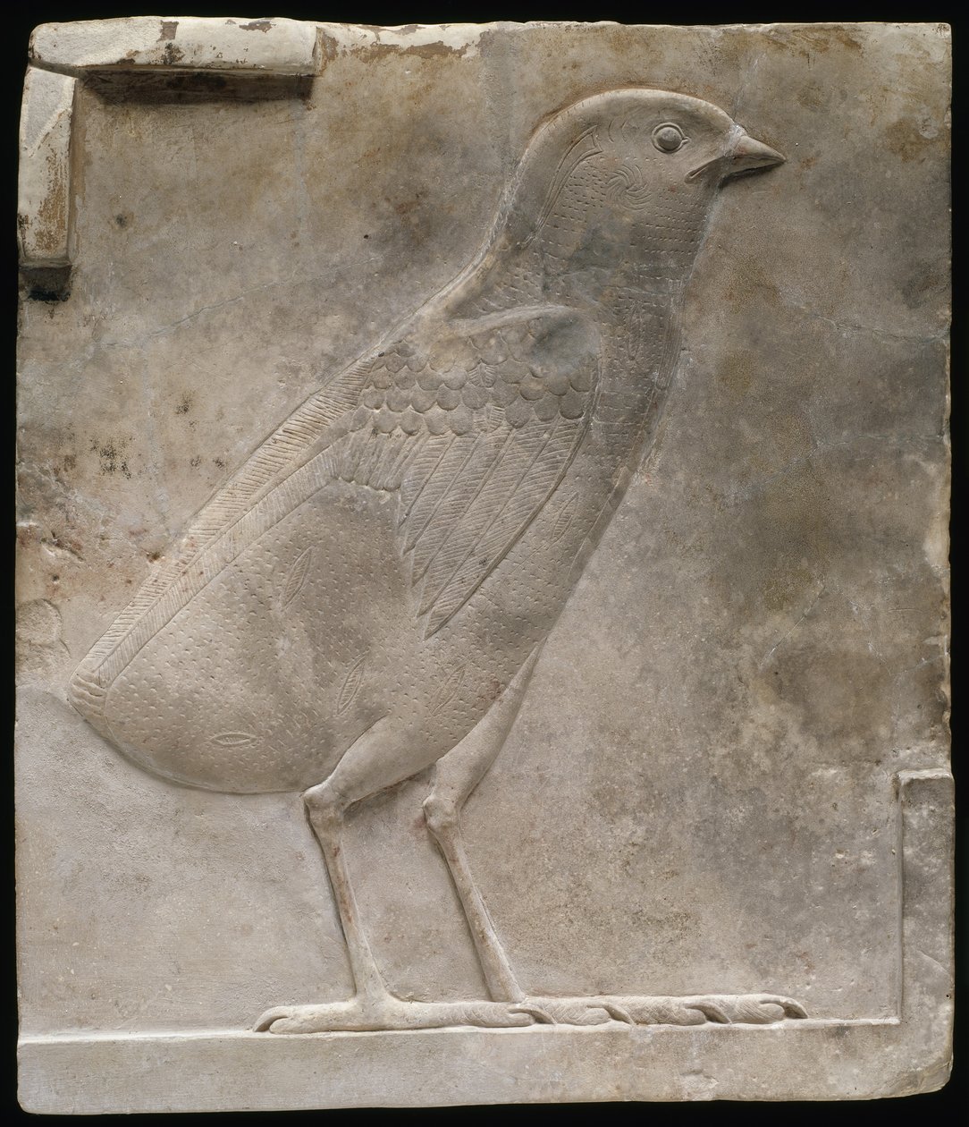 Bir civcivi betimleyen kabartma levha, MÖ 330-305 dolayları by Egyptian Ptolemaic Period