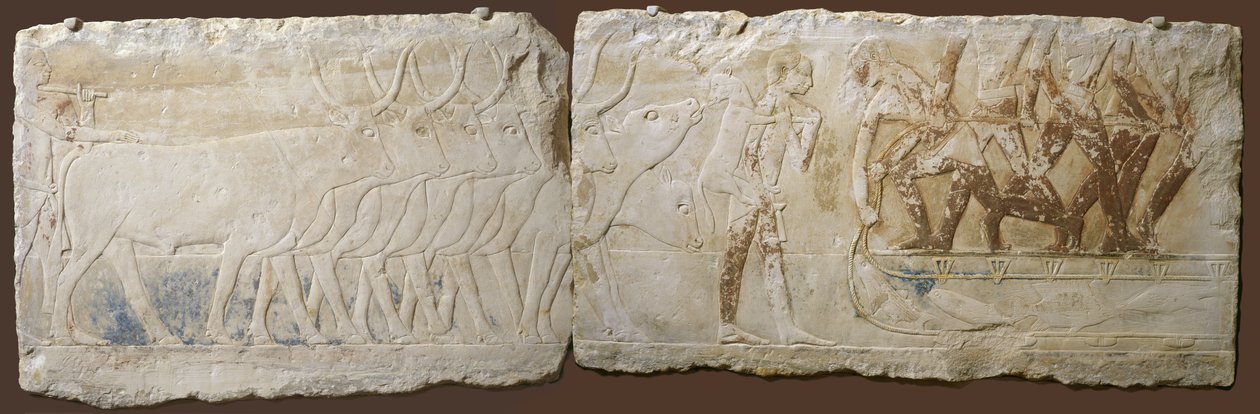 Sığır ve Balık Tutan Köylülerin Rölyefi, Eski Krallık, MÖ 2450-2290 (boyalı kireçtaşı) by Egyptian School