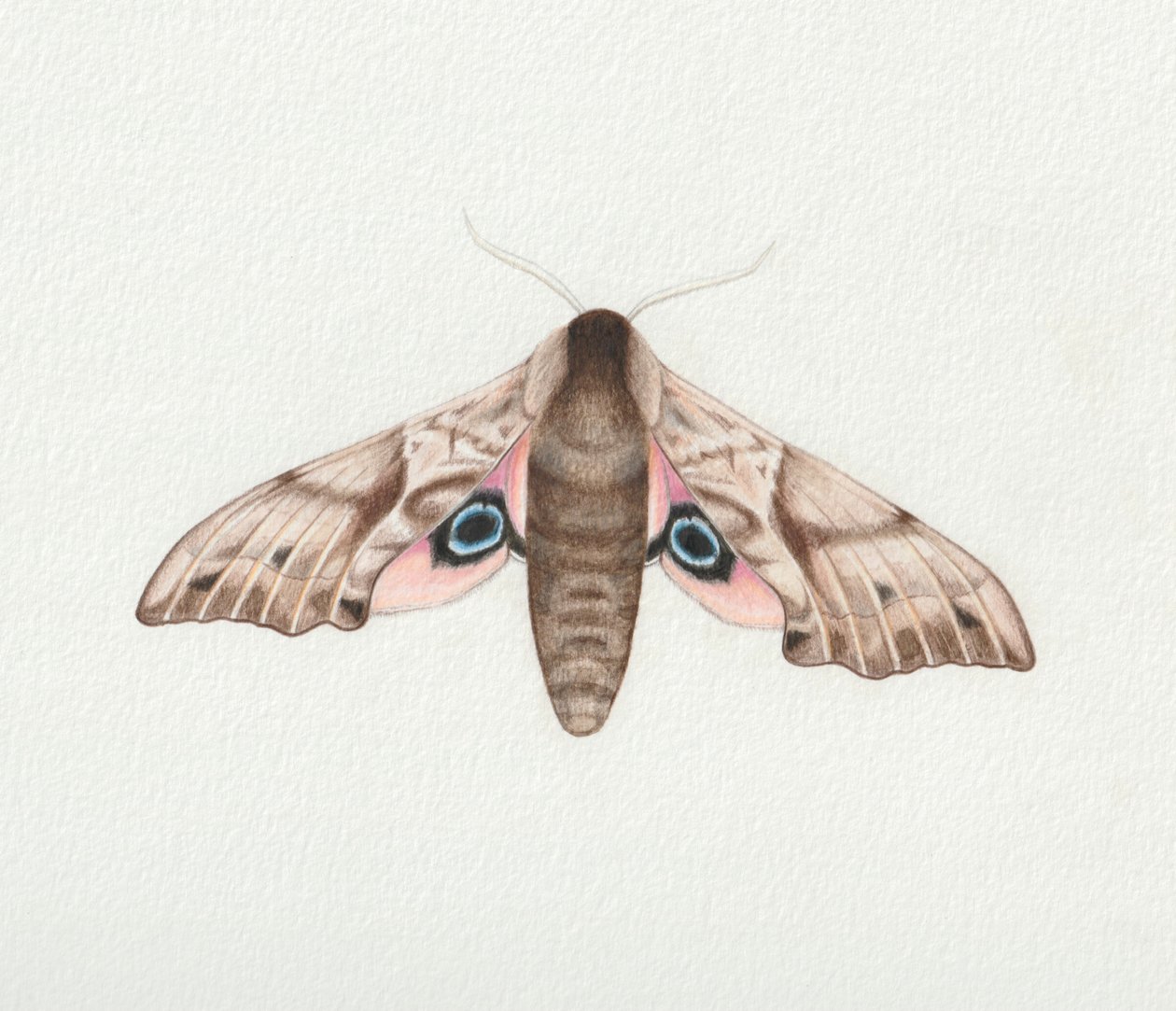  by Eleanor Grafton