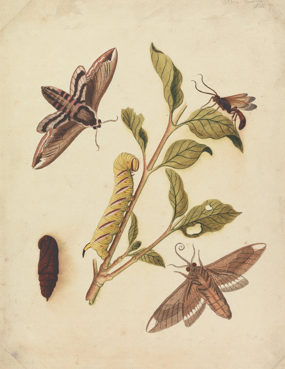 Privet Hawk Moths ve Callajoppa Exaltatoria by Eleazar Albin
