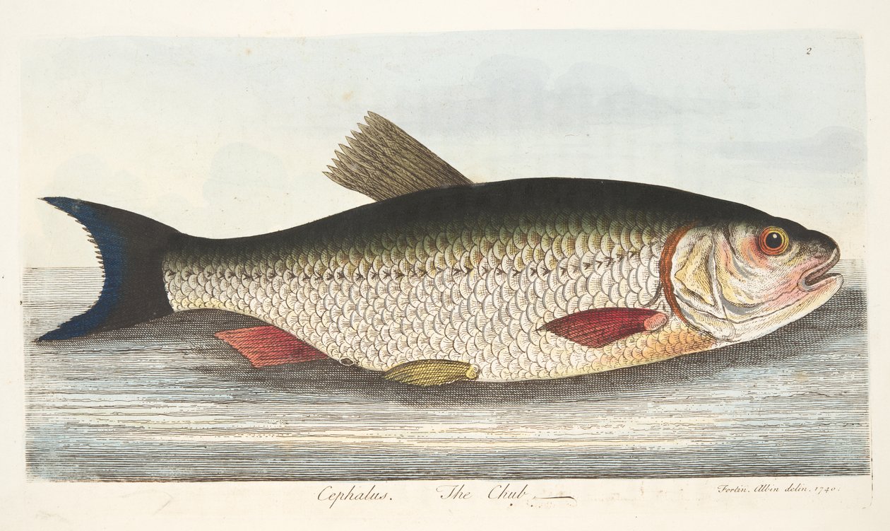 Chub, A Treatise on Fish and Fish-ponds, pub