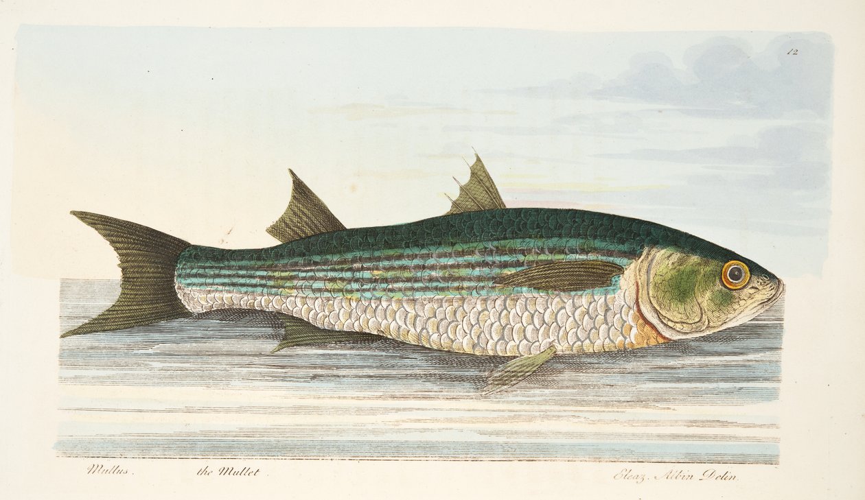 A Treatise on Fish and Fish-ponds