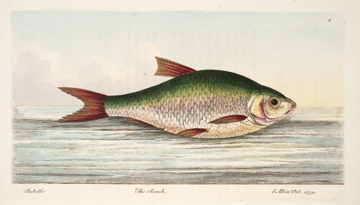A Treatise on Fish and Fish-ponds
