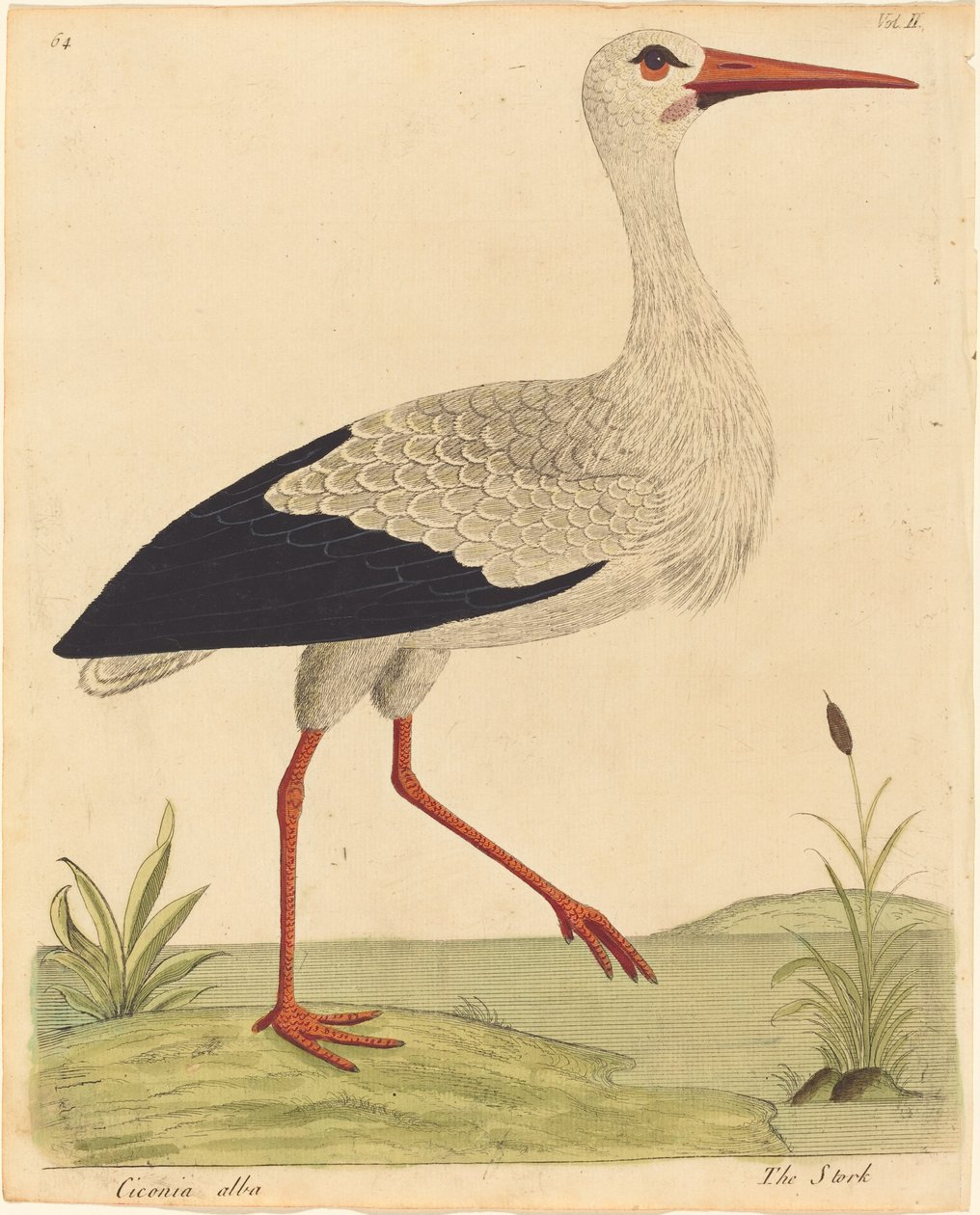 Leylek Ciconia Alba, 17311738