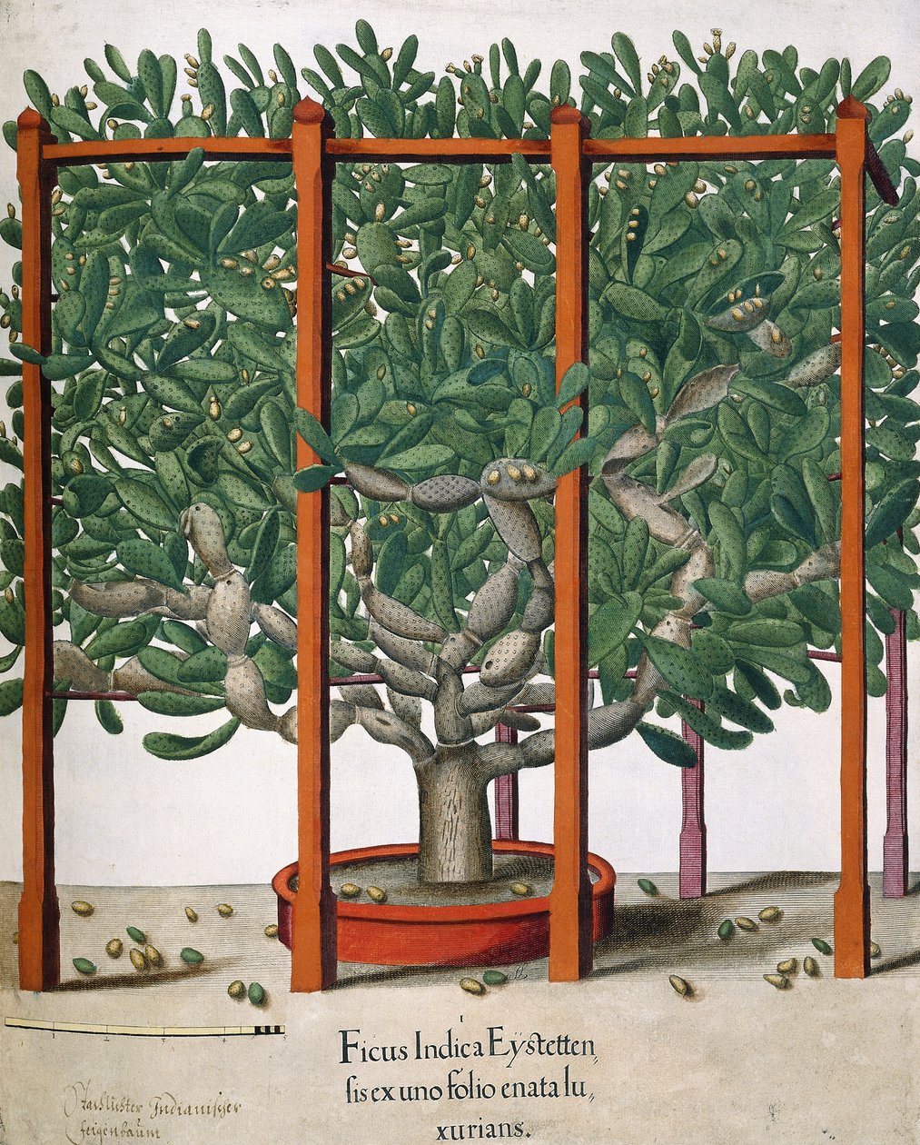 Ficus Indica Eystetten fis ex uno Folio Enata lu Xurians, 1613 by Elias Gottleib Haussmann