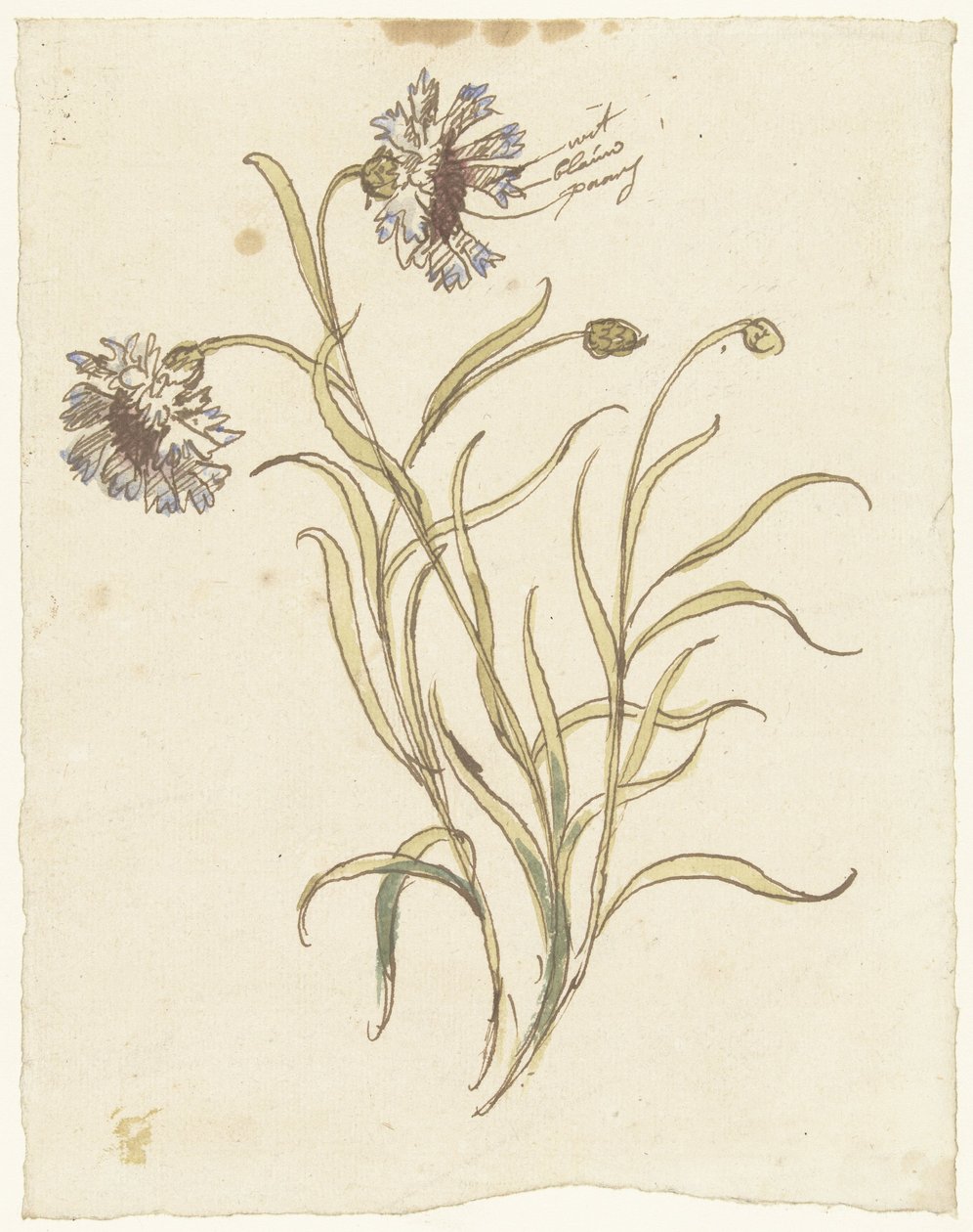 karanfiller by Elias van Nijmegen