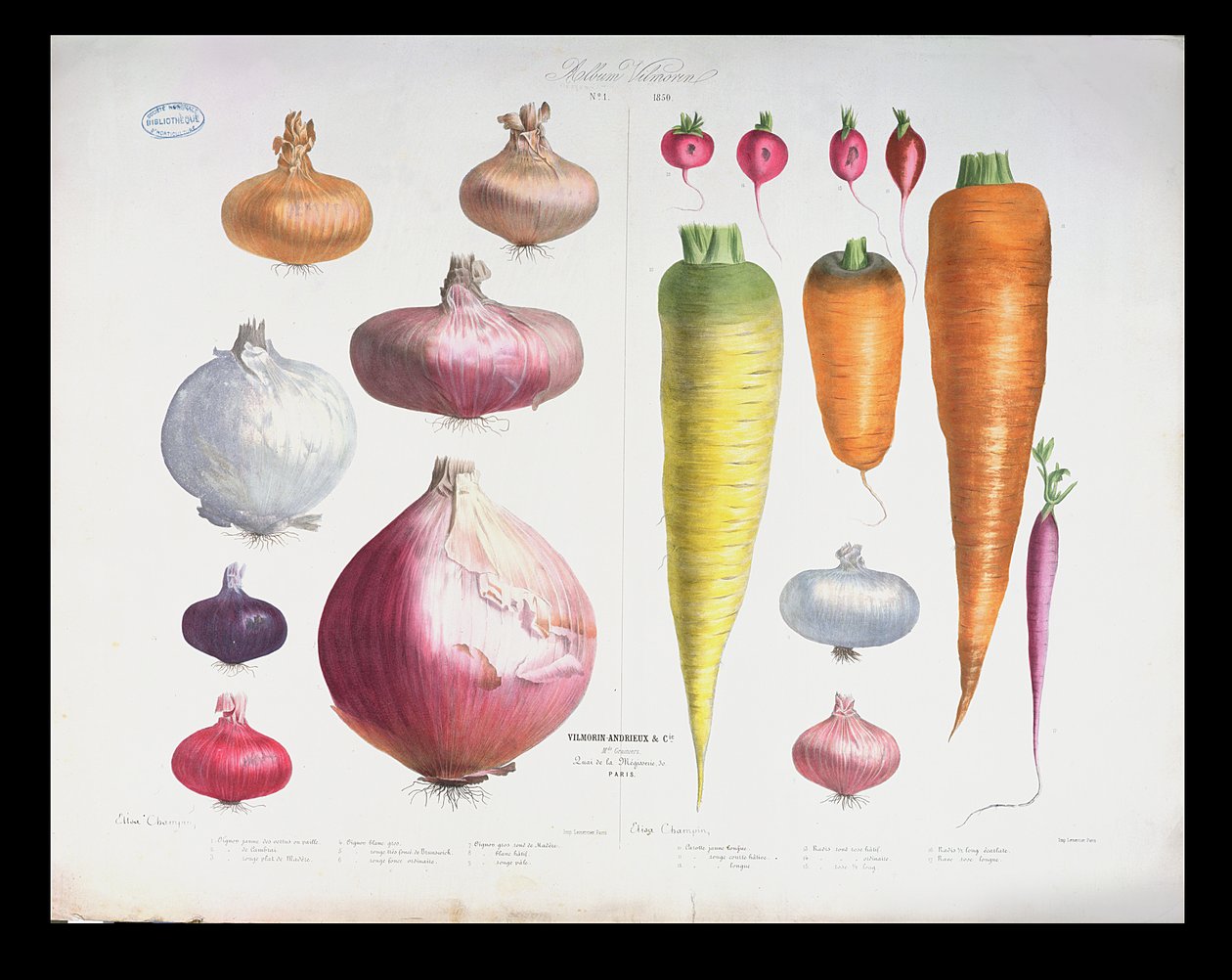 İlk Albüm Vilmorin, 1850