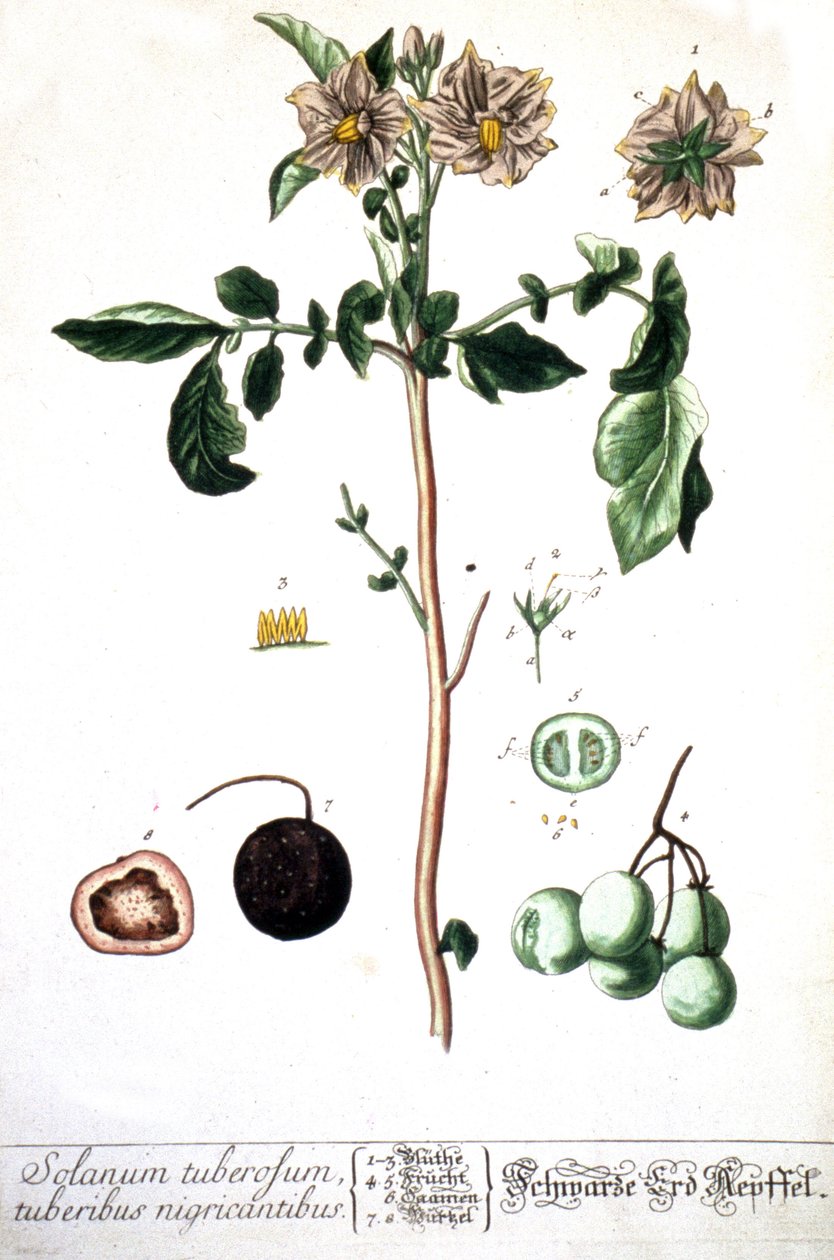 ಆಲೂಗಡ್ಡೆ ಆಲೂಗಡ್ಡೆ, 1737 ಟರ್ಕ್ by Elizabeth Blackwell