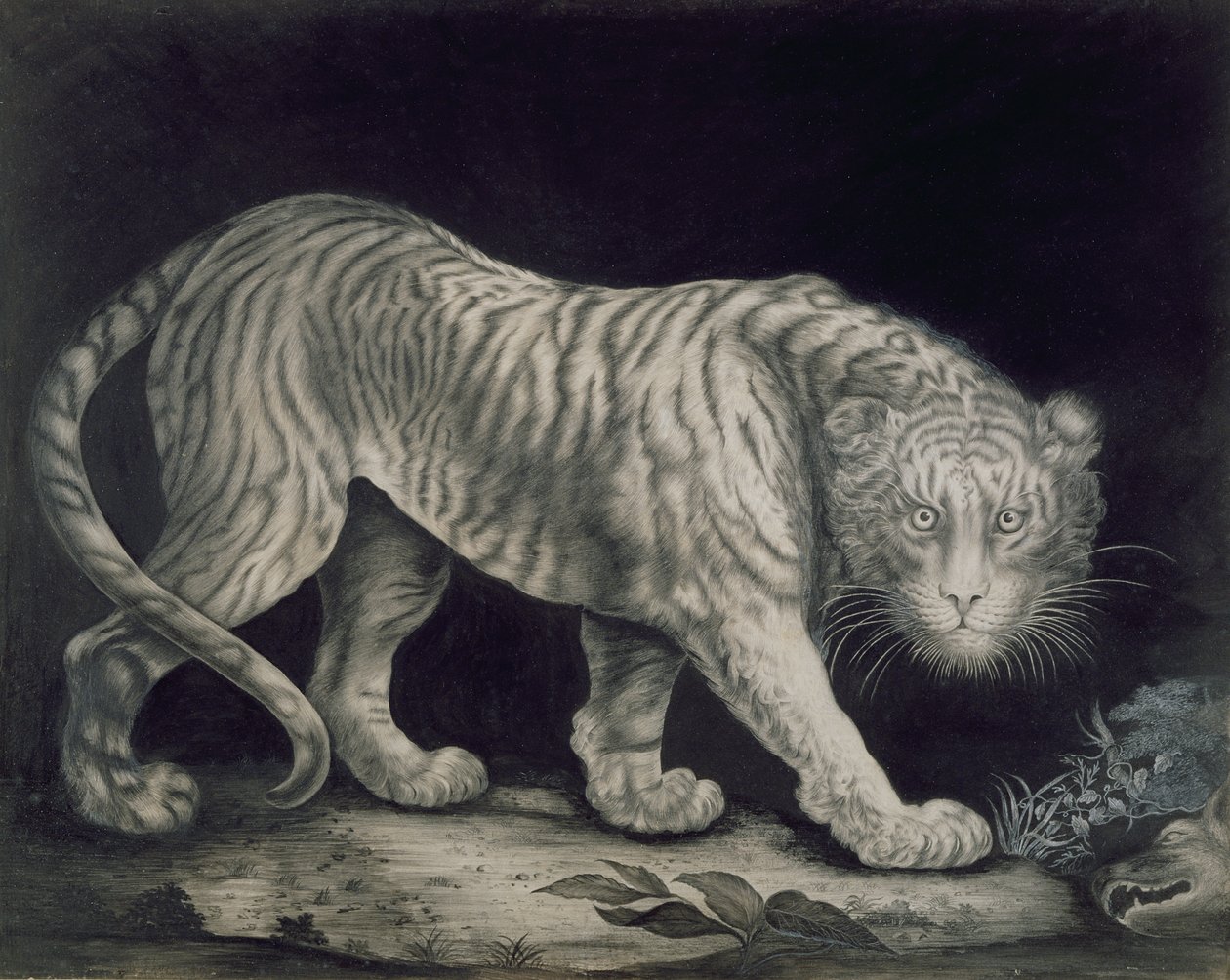 Sinsi Bir Kaplan by Elizabeth Pringle
