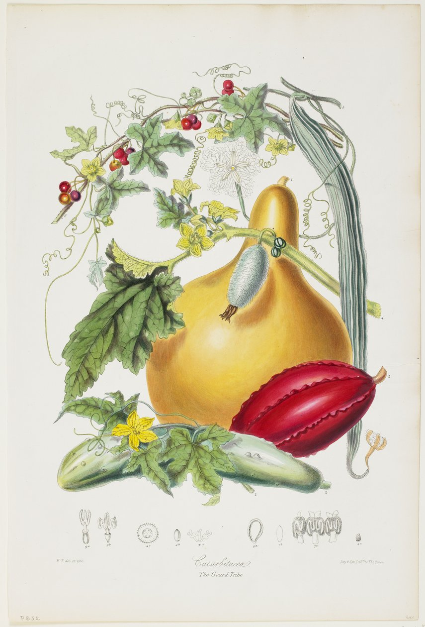 Kabakgiller, Kabak Kabilesi, Bitkilerin Doğal Düzenlerinin Çizimlerinden, 1849-55 (el boyaması taş) by Elizabeth Twining