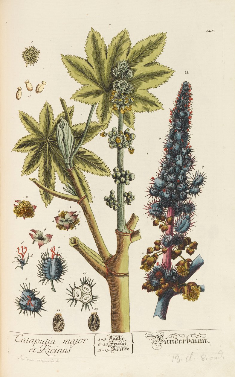 Herbaryum Blackwellianum emendatum ve büyütme, 1754-1773 by Elizabeth Blachrie Blackwell