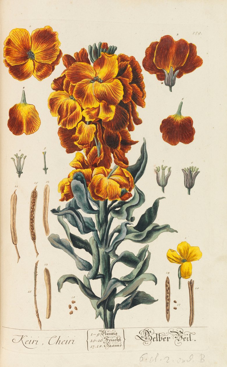 Herbaryum Blackwellianum emendatum ve büyütme, 1754-1773 by Elizabeth Blachrie Blackwell