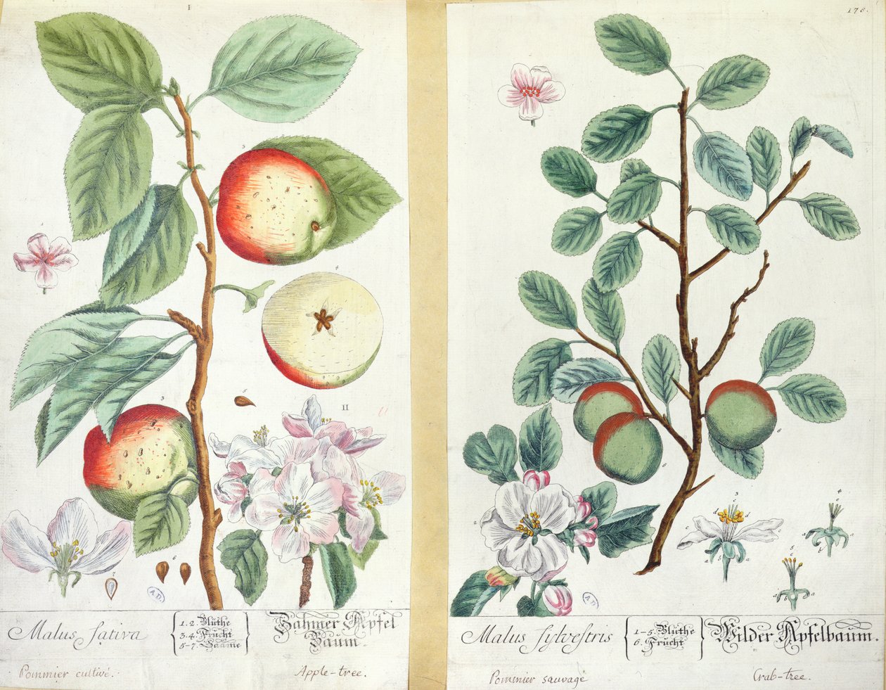 Elmalar, Malus Sativa ve Malus Sylvestris, 