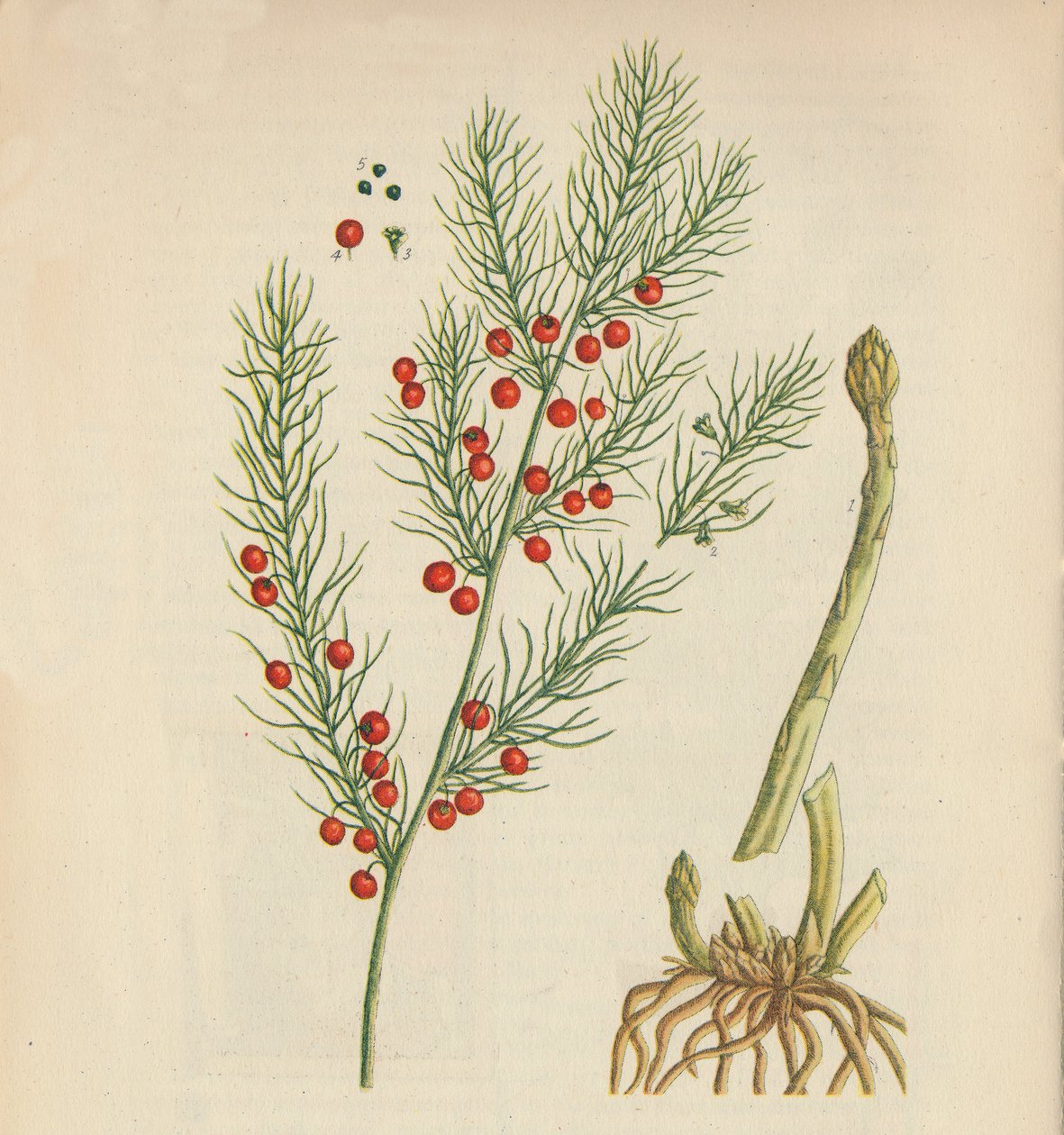 kuşkonmaz, 1947 by Elizabeth Blackwell