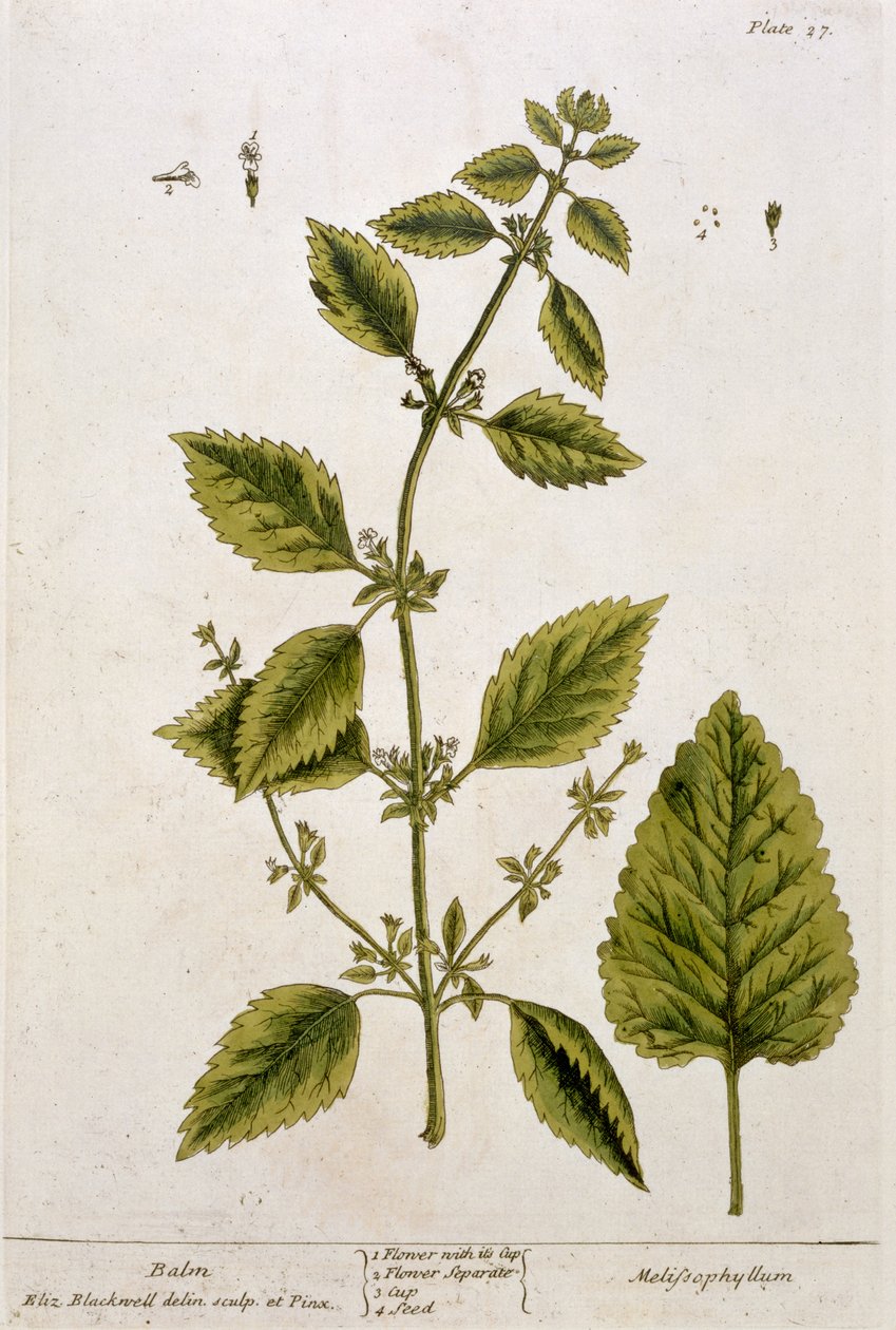 Balm, levha 27, 