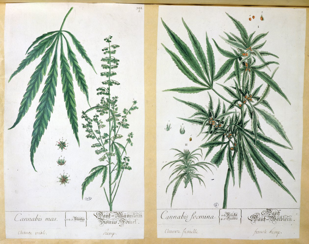 Cannabis mas and Cannabis foemina, 