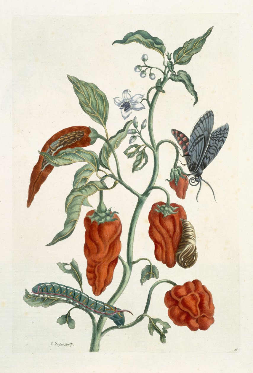 Karakafes, 'A Curious Herbal'dan, 1782 (renkli gravür) by Elizabeth Blackwell