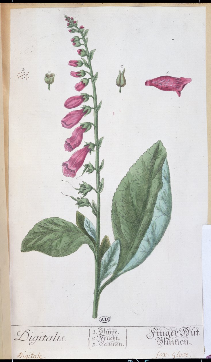 Digitalis purpurea, 