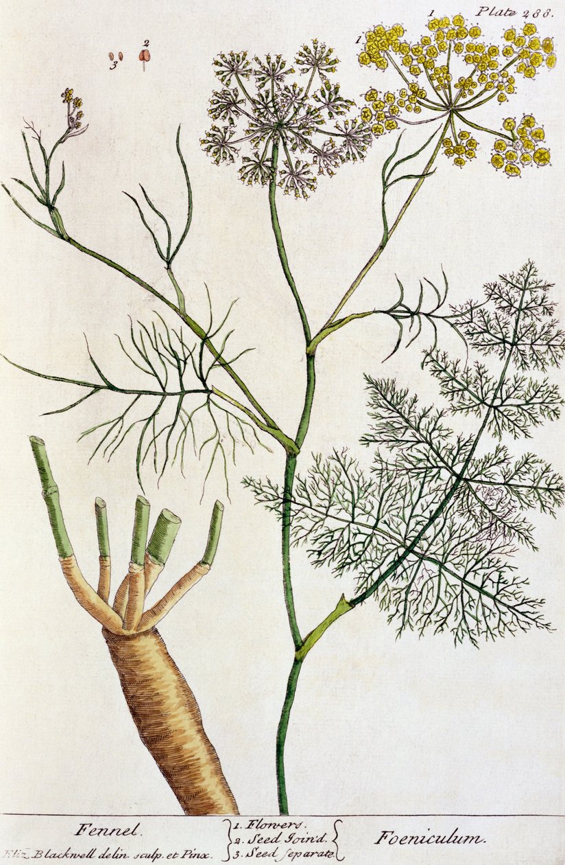 Rezene, levha 288, 