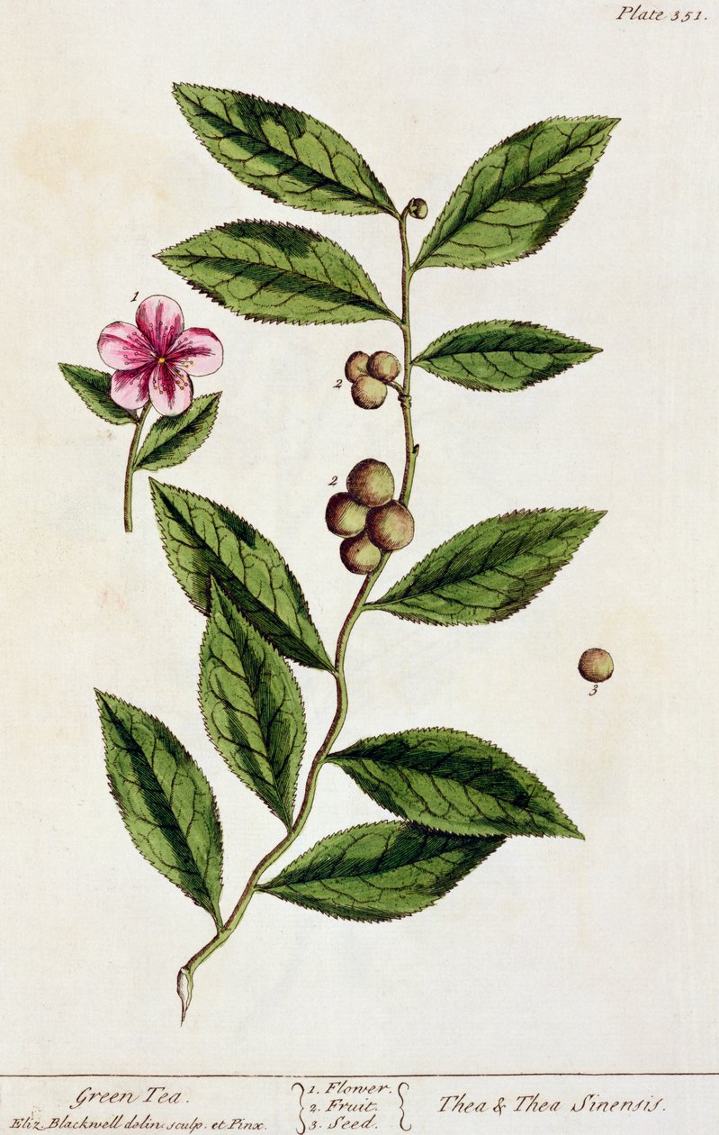 Green Tea, levha 351, 