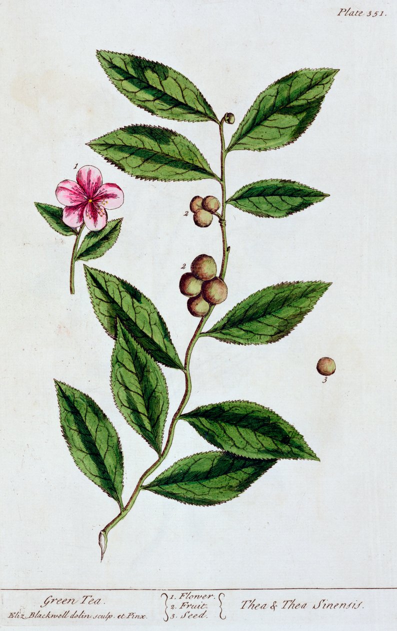 Yeşil çay, 1782 by Elizabeth Blackwell
