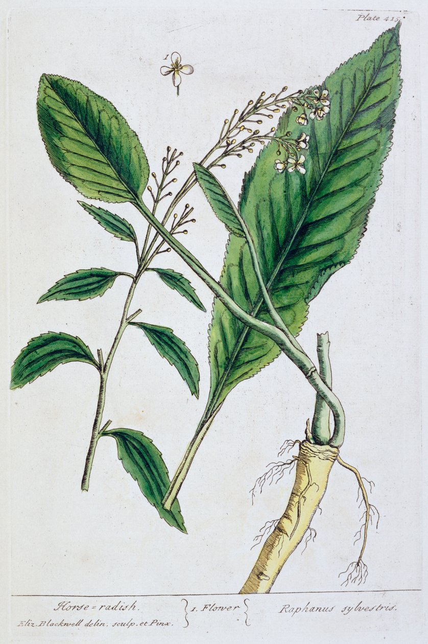 yaban turpu, 1782 by Elizabeth Blackwell