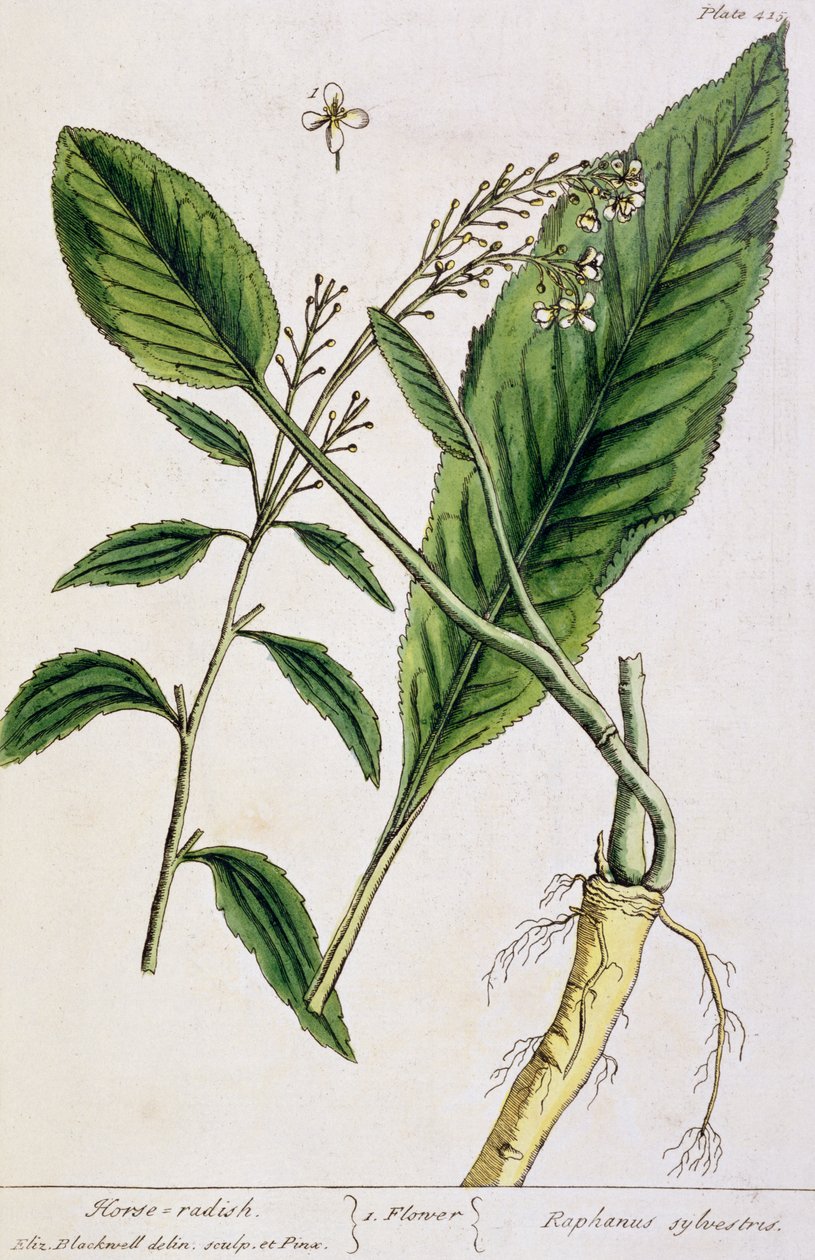 Horseradish, levha 415, 'A Curious Herbal', 1782'de yayınlandı (renkli gravür) by Elizabeth Blackwell