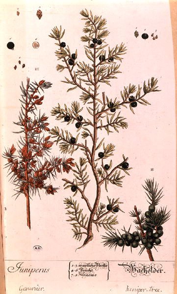 Ardıç (Ardıç) levhası, 1757