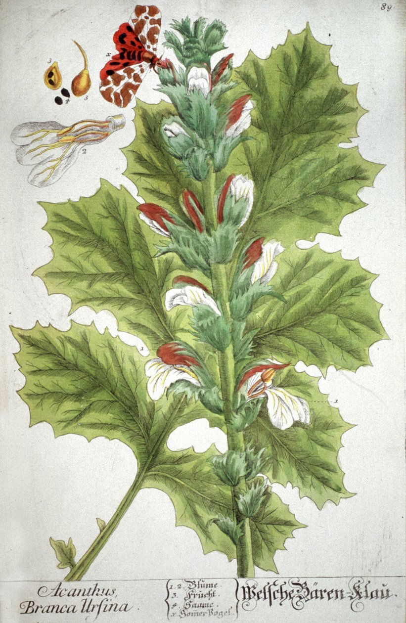 L'acanthe Acanthus, 1737 by Elizabeth Blackwell