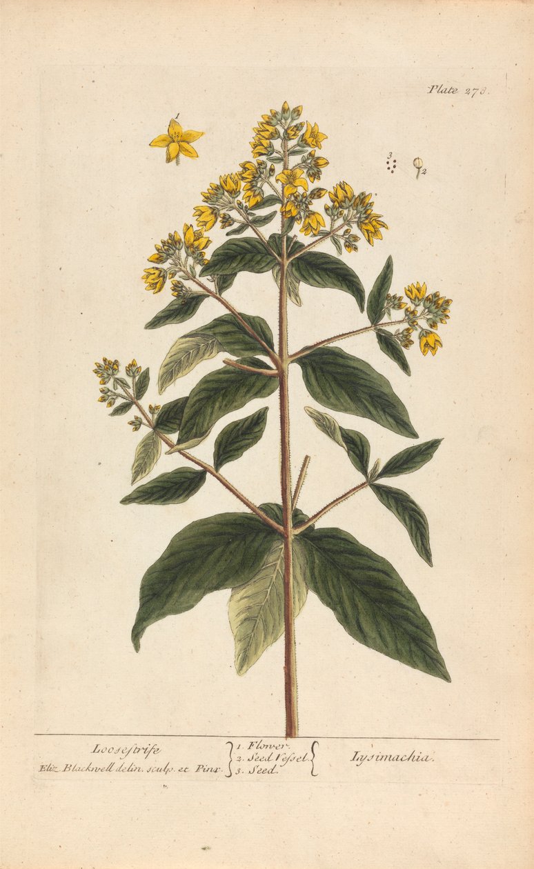 Lysimachia (Loosestrife), 'A Curious Herbal'dan Plate 278, cilt II, Londra, 1737 by Elizabeth Blackwell