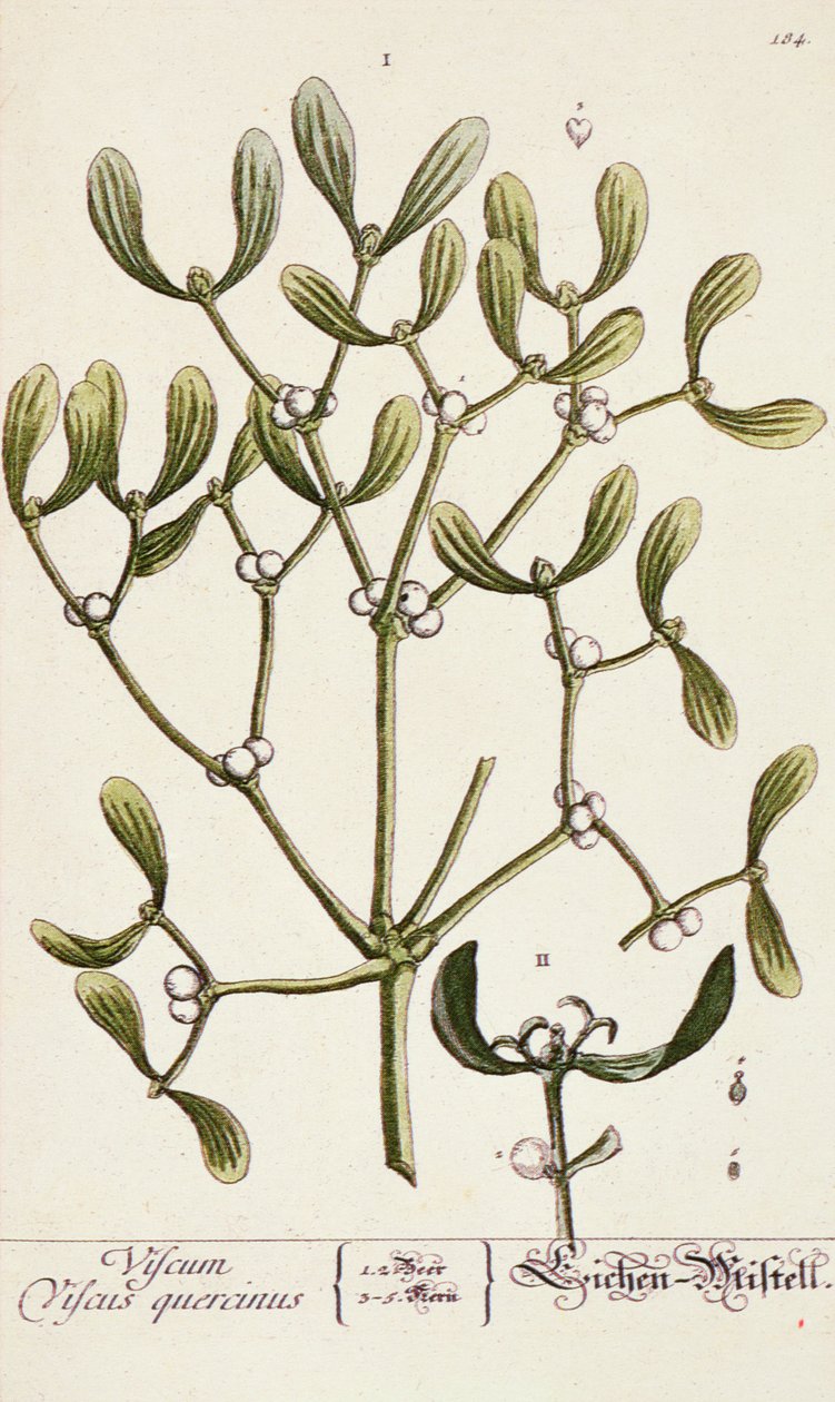 Meraklı Bir Bitkiden Ökseotu, 1782 by Elizabeth Blackwell