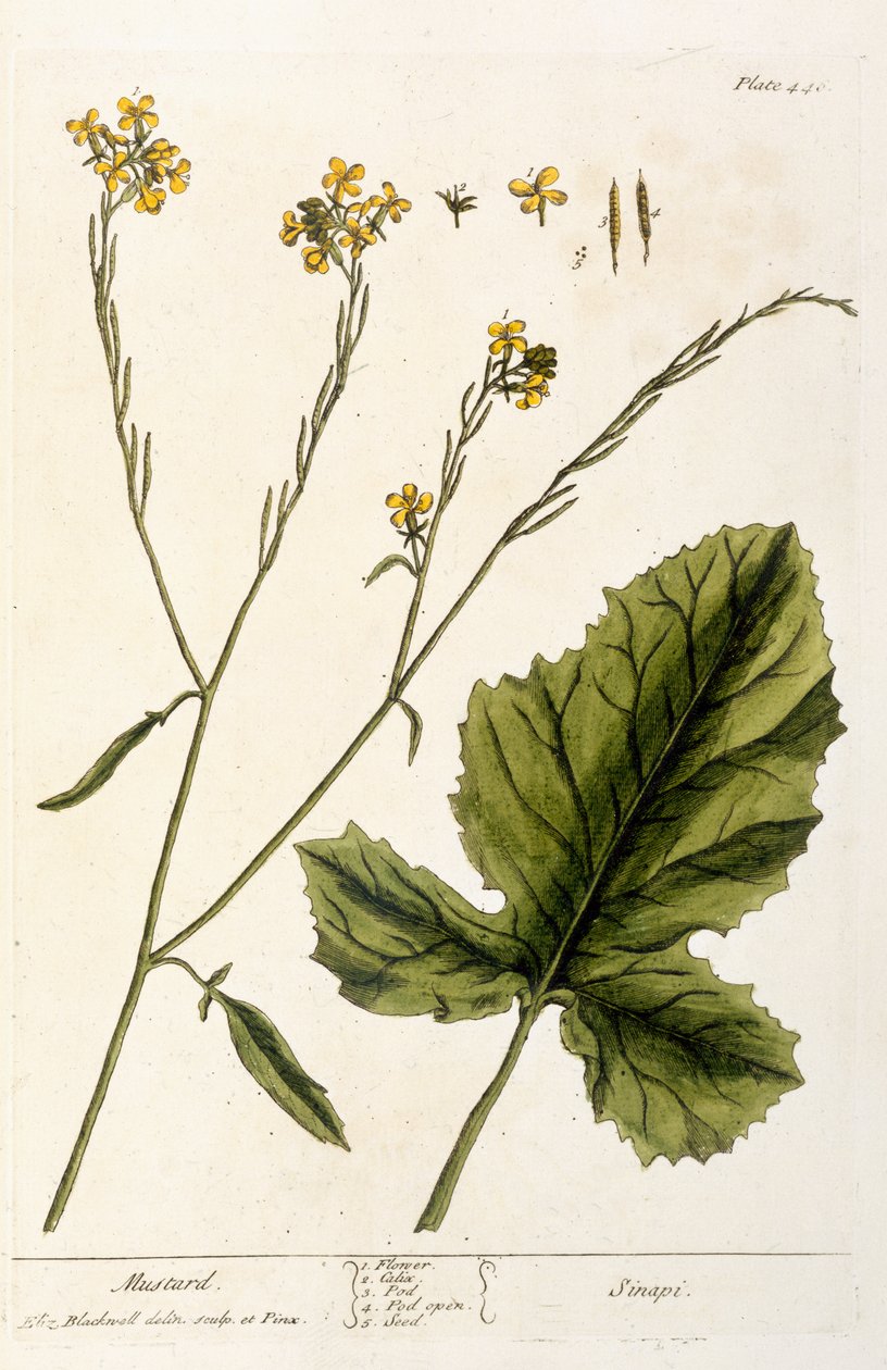 Hardal, levha 446, 