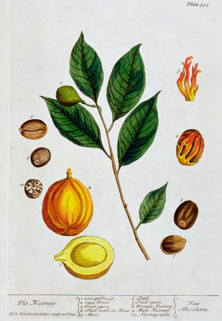 Hindistan cevizi, 1782 by Elizabeth Blackwell