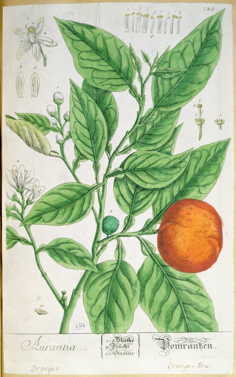 Meyveli portakal dalı, 1757