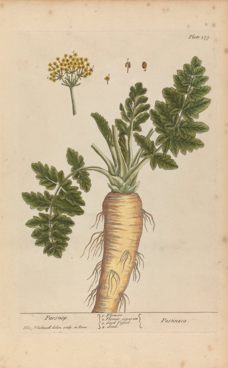 Pastinaca (Pasnip), 'A Curious Herbal'dan Levha 379, cilt II, Londra, 1737 by Elizabeth Blackwell