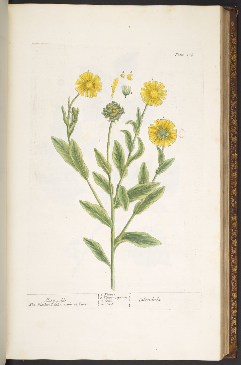 Levha 106, Mary Golds, 