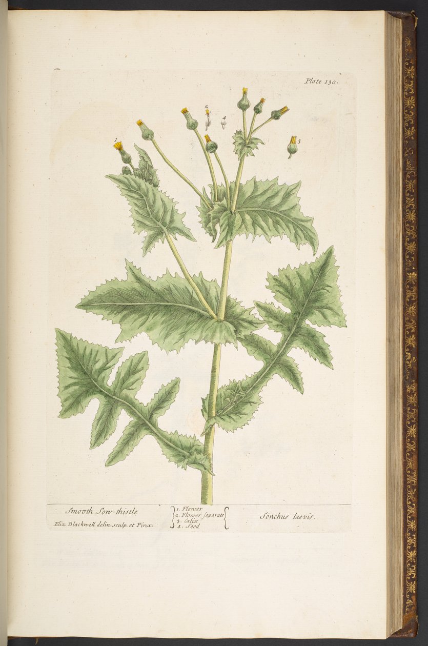 Plaka 130, Smooth Son-Thistle, 