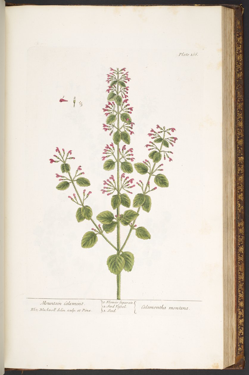 Levha 166, Mountain Calamint, 