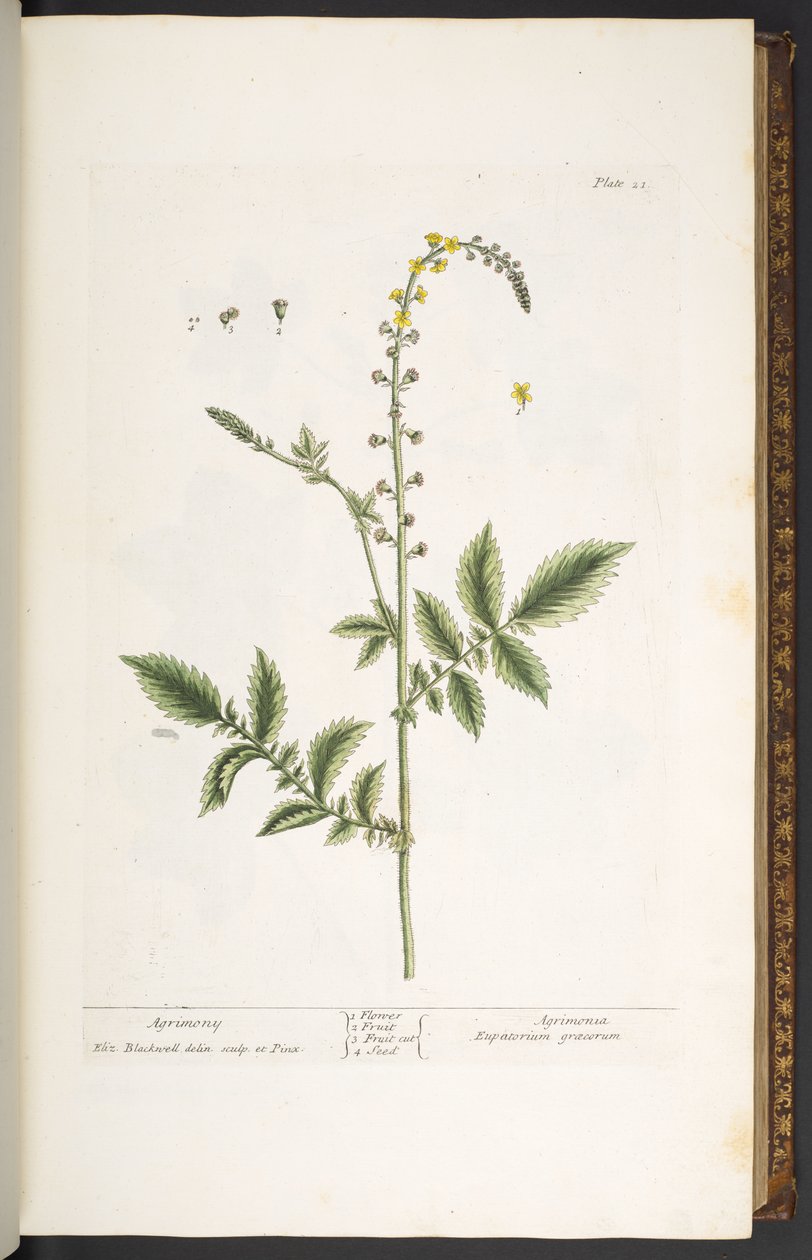 Tabak 21, Agrimony, 