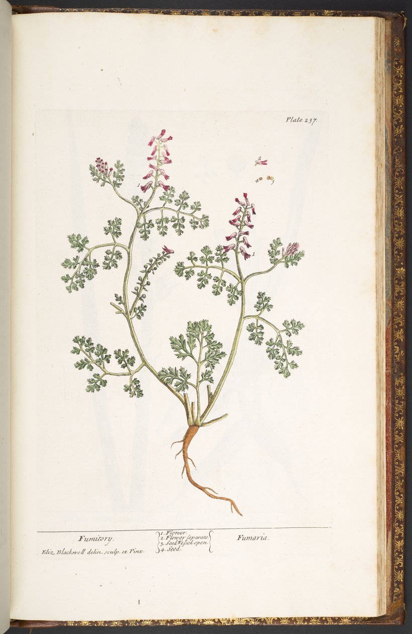 Plaka 237, Fumitory, 