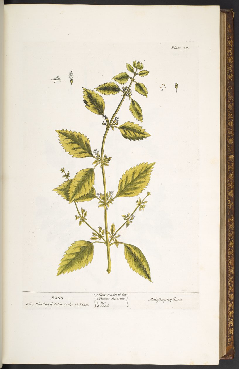 Levha 27, Balsam, 