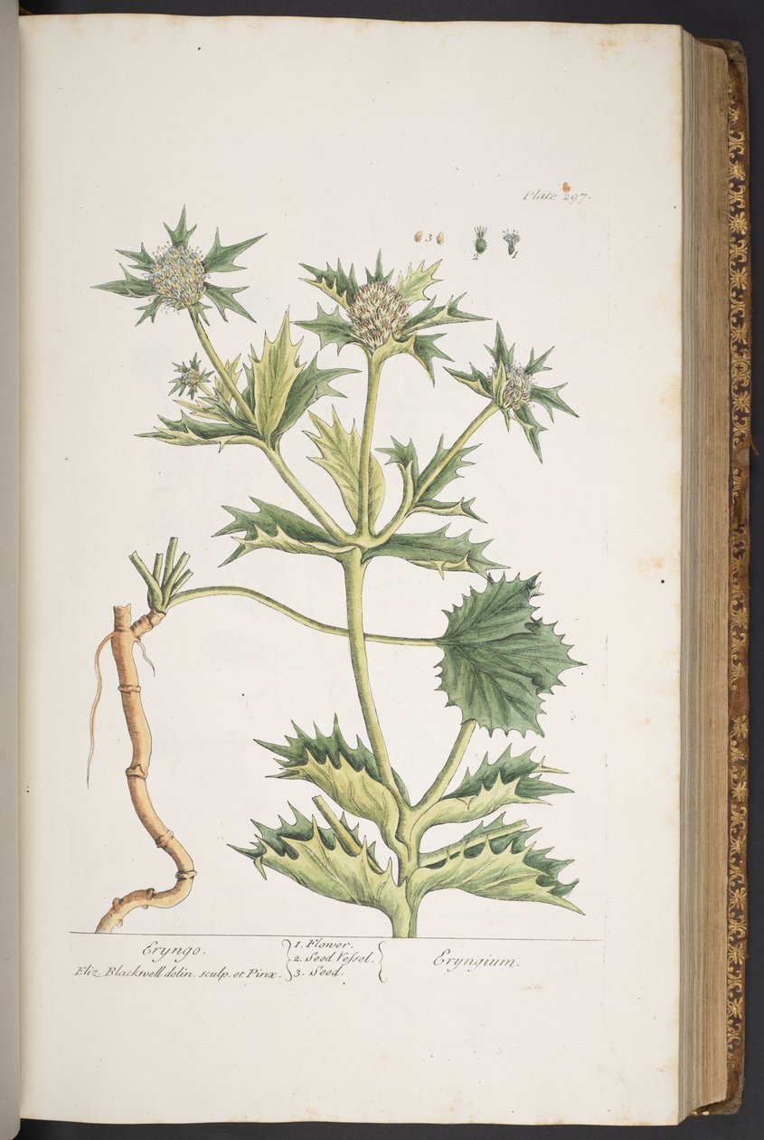 Plaka 297, Eryngo, 