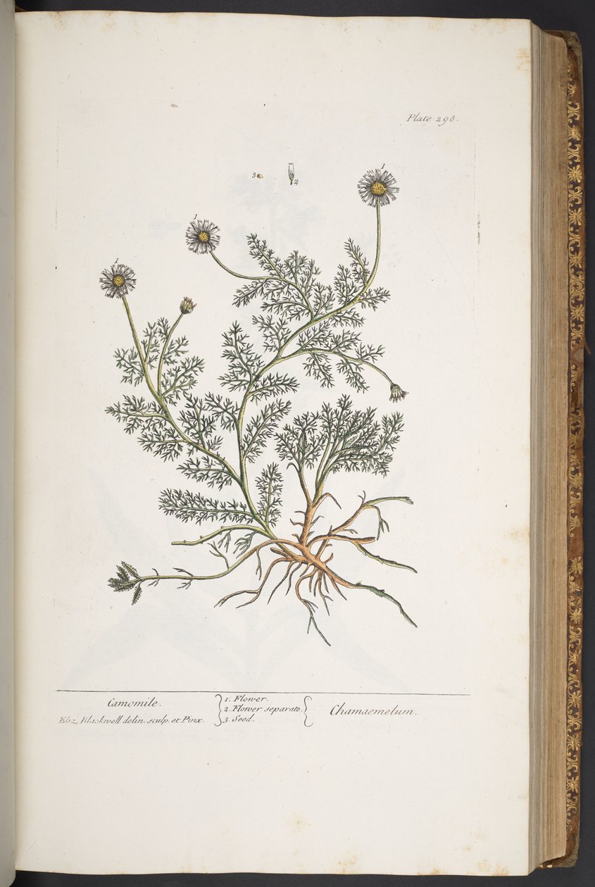 "Meraklı Bir Bitki"den 298 numaralı plaka by Elizabeth Blackwell