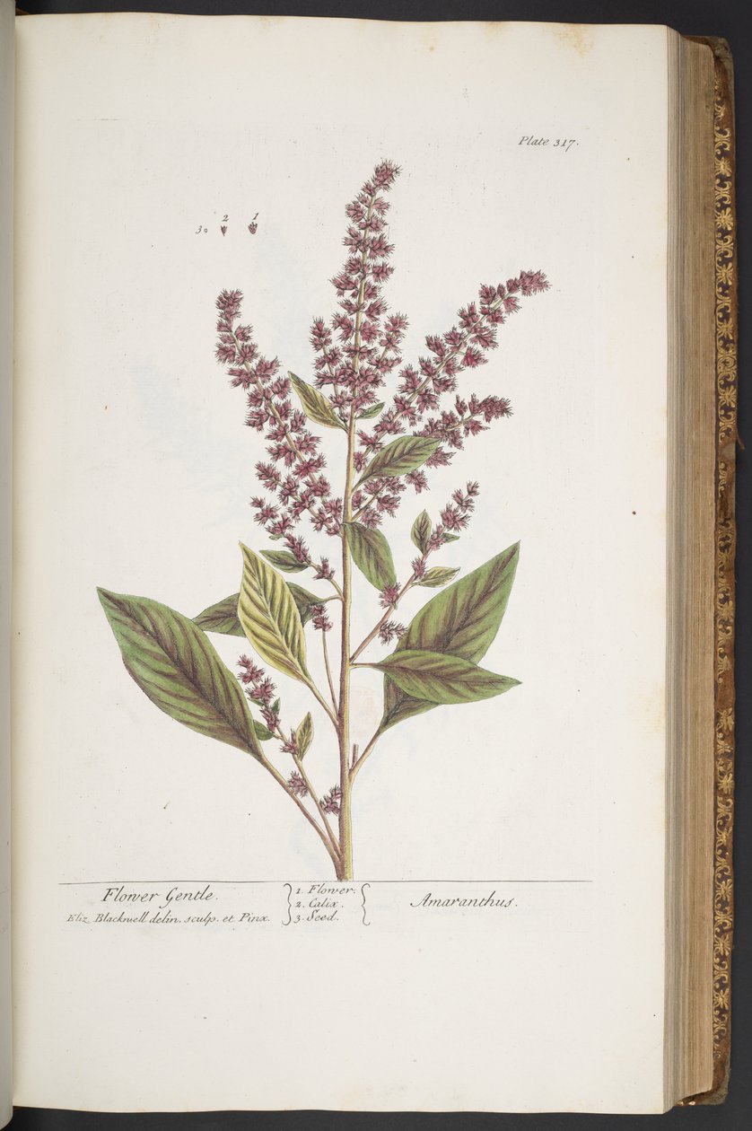 Plaka 317, Çiçek Nazik veya Amaranthus, 